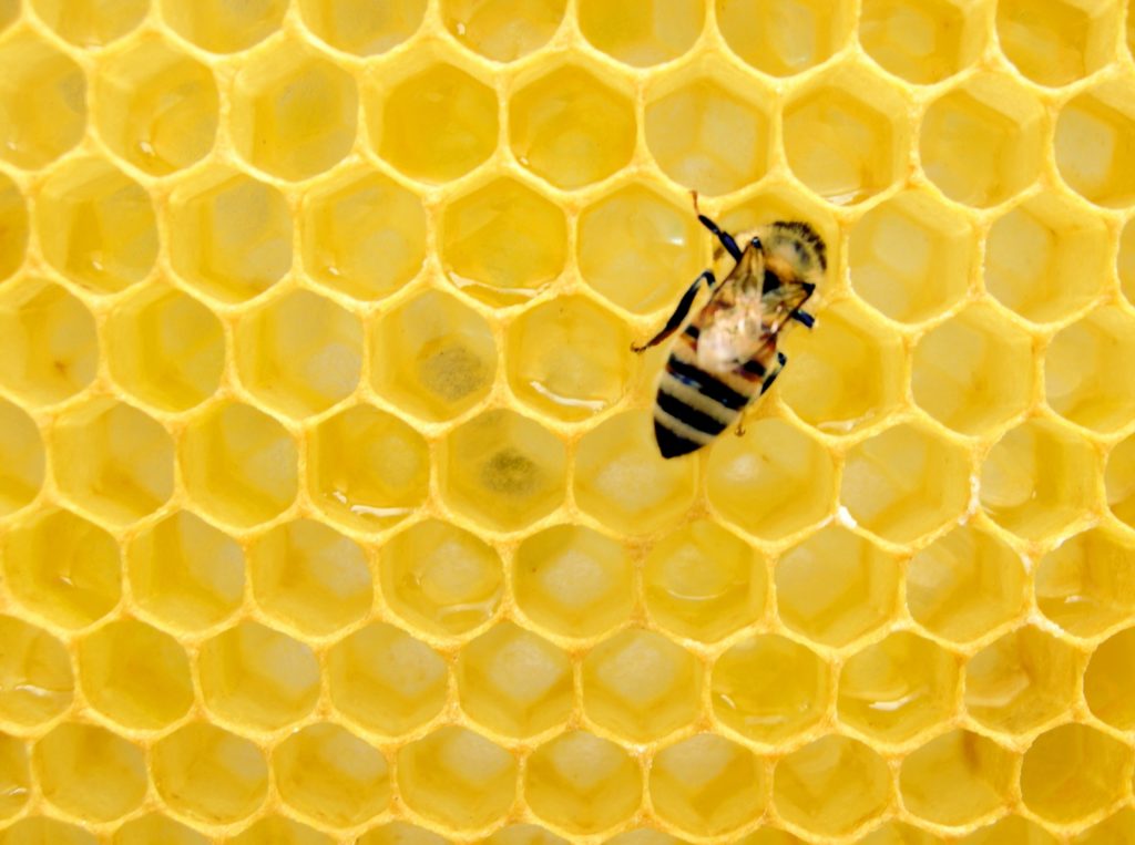 honey in honeycomb