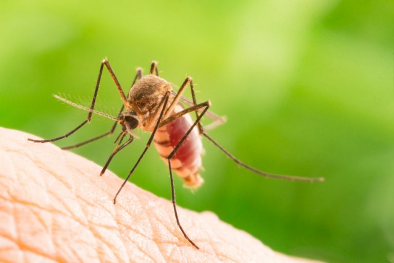mosquito