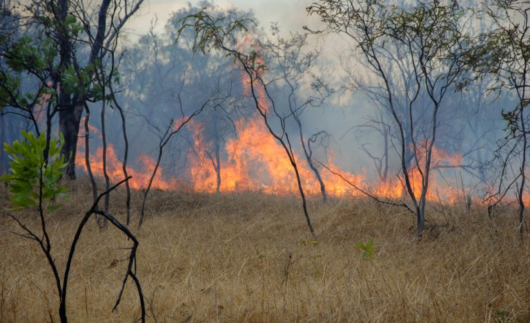 bushfire