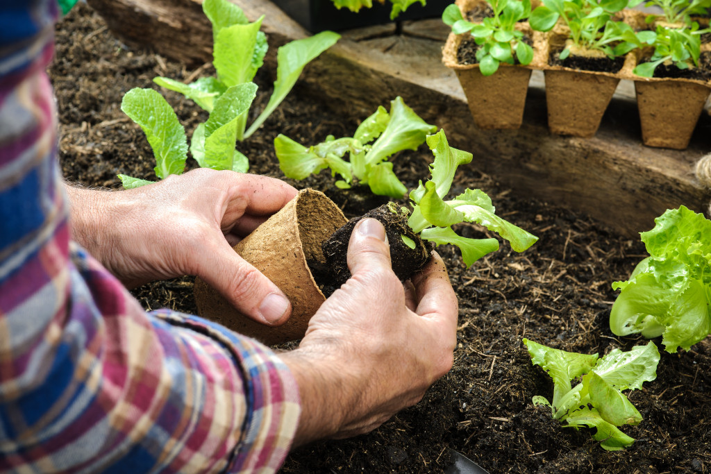 A man planting young seedlings