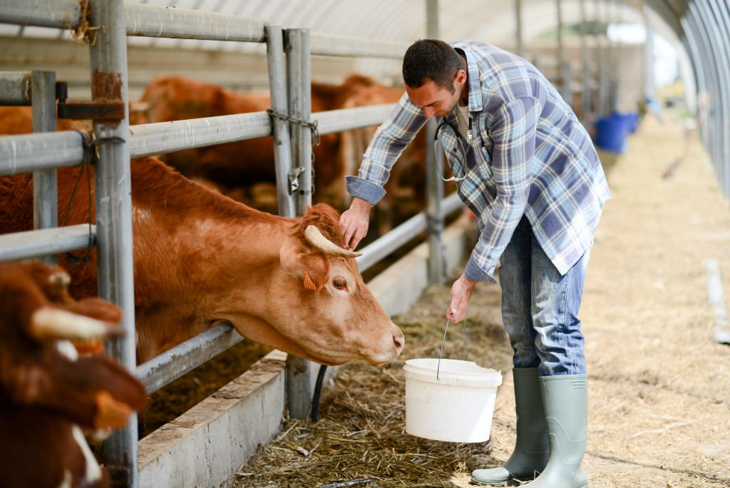 a farmer providing feed to his bulls