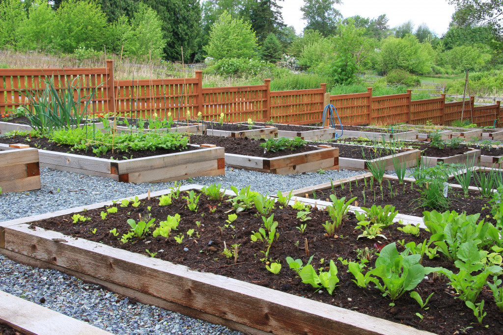 A flourishing community garden