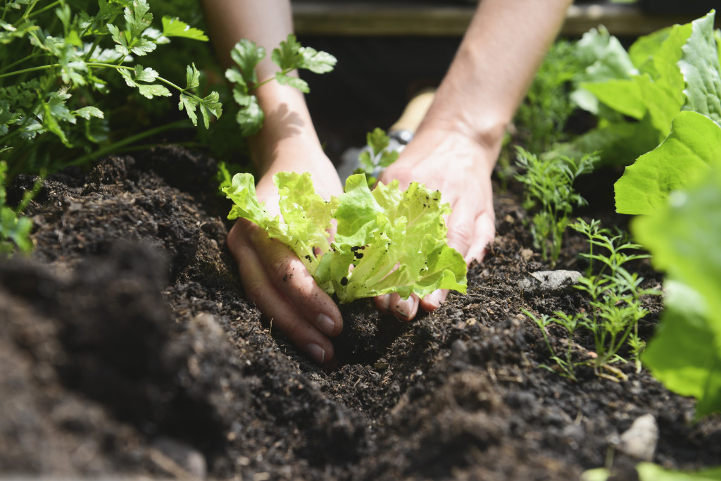 woman planting vegetables in garden